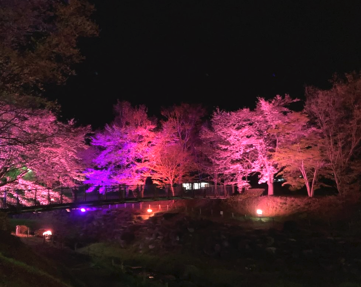 矢瀬親水公園桜並木ライトアップ